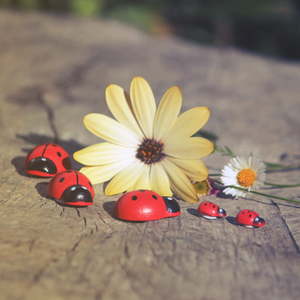 Products: Wooden Ladybugs