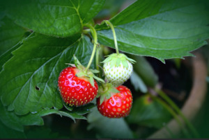 CLS Strawberry Mix 35L