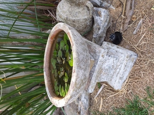 CHERISH - ANCIENT RUST Bowl & Stand