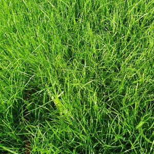 Products: Grass