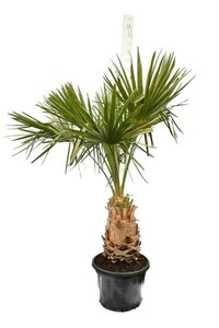 Livistona decipiens (50cm+)
