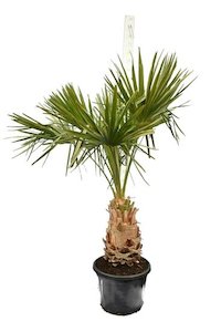 Products: Livistona decipiens (50cm+)