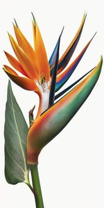 Strelitzia Parvifolia (spoonbill) 15L
