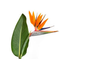 Strelitzia reginae (c. 0.8m)