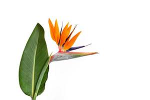 Products: Strelitzia reginae (c. 0.8m)