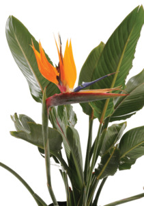 Strelitzia reginae 25L multi