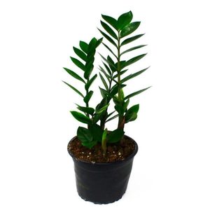 Strelitzia reginae 5.5L