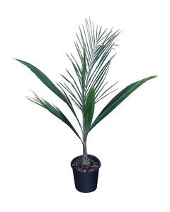 Syagrus romanzoffiana (1.8m+)