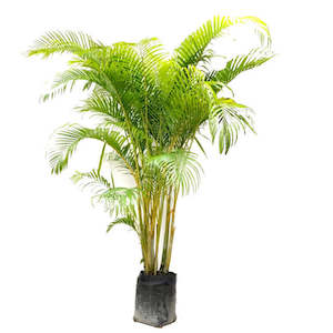 Products: Dypsis lutescens (c.2m)