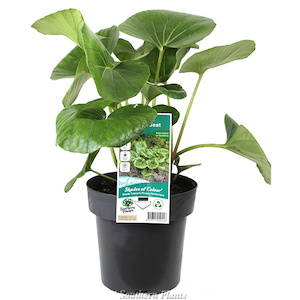 Products: Ligularia reniformis (Tractor seat) 4L