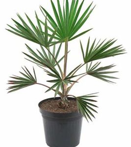 Livistona decipiens (1.5m+)