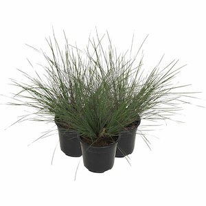 Products: Lomandra “frosty tops” 2L