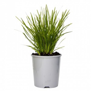 Products: Lomandra “lime tuff” 2L