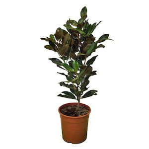 Magnolia “grandiflora” 25L