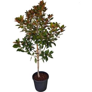 Products: Magnolia “Little gem” 25L