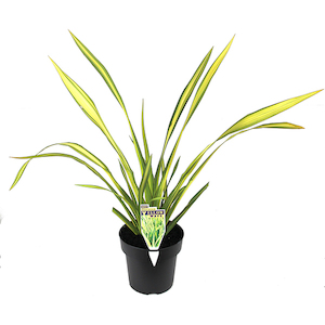Products: Phormium yellow wave 2L