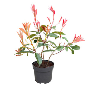 Products: Photinia “red robin” 4L
