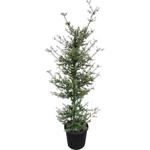 Products: Podocarpus matapouri blue 8L