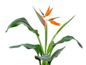 Strelitzia reginae (XLS)