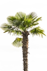 Trachycarpus fortunei