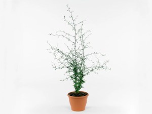 Products: Corokia mixed vaireties 2L