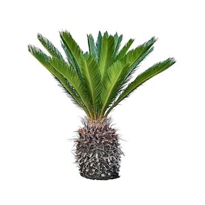 Cycad Revoluta 17L