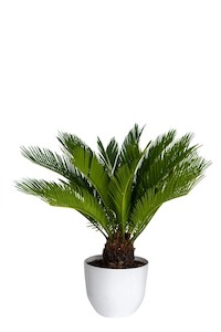 Products: Cycas revoluta