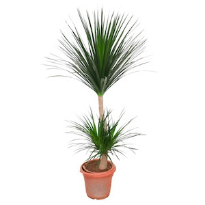 Dracaena draco