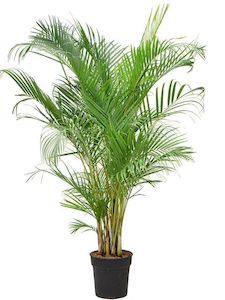 Products: Dypsis Baronii (sugar cane palm) 17L