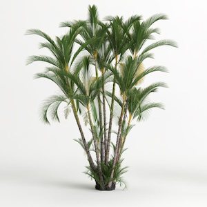 Dypsis lutescens (Mature)