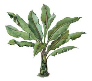 Ensete ventricosum