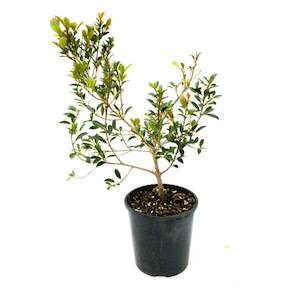 Eugenia ventenati “lilly pilly” 2L