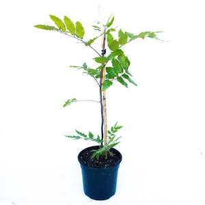 Alectryon Excelsus (Titoki) 17L