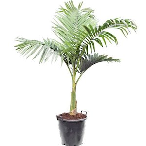 Archontophoenix alexandrae (1.5m+)