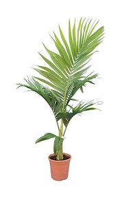 Archontophoenix alexandrae (2m+)