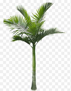 Archontophoenix cunninghamiana (1m+)