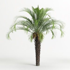 Butia capitata (c.2m)