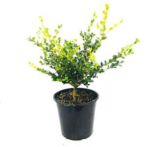 Buxus “green gem” 8L