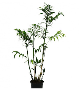 Chamaedorea microspadix (1.2-1.5m)