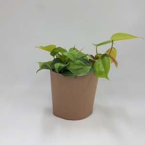 Homewares: Philodendron Brasil