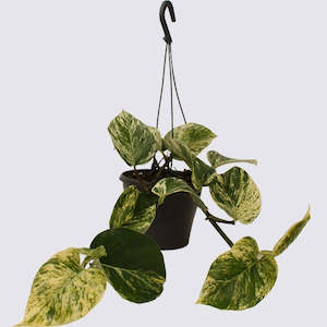 Homewares: Marble Queen