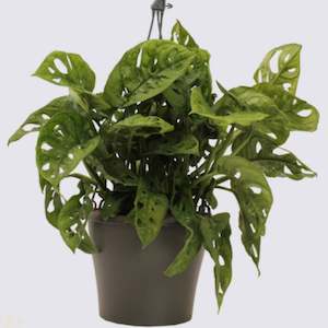 Homewares: Monstera Monkey Mask