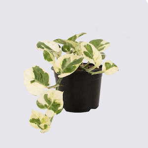 N'joy Pothos - Epipremnum Aureum