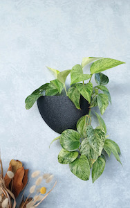 Classic - Gecko Planter®