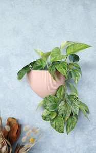 Colour Collection: Flute - Gecko Planter®