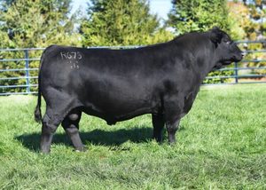 Angus: Gar reliant