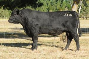 Angus: Jackpot J310