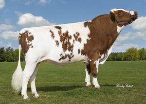 Aussie Red: Arbabbott (A22)