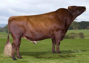 Aussie Red: Arbhilly