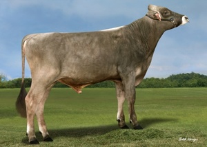 Brown Swiss: Phantom (A22)
